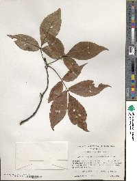 Carya ovata image