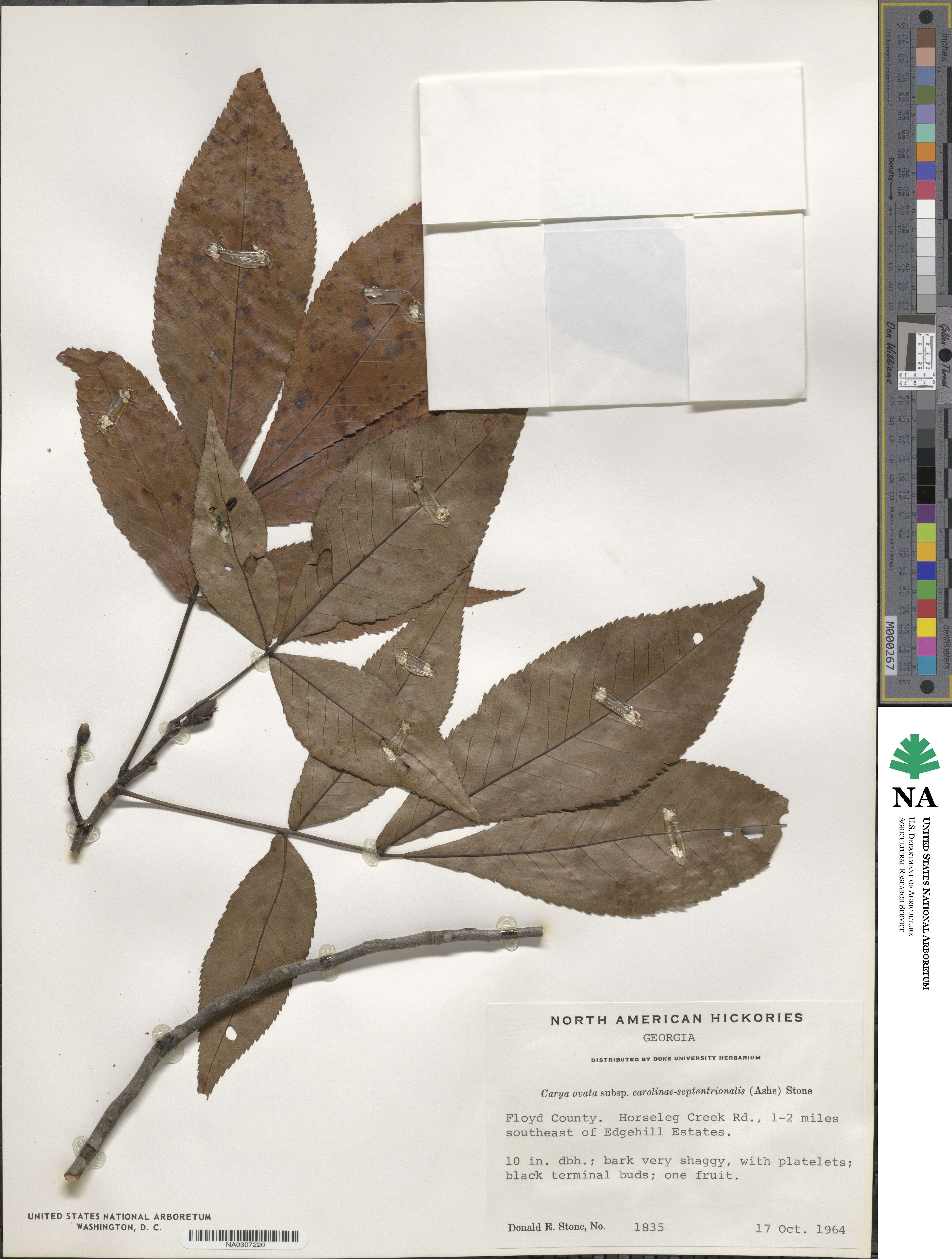Carya ovata image
