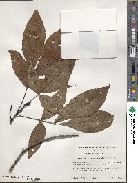 Carya ovata image