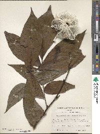 Carya ovata image