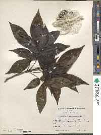 Carya ovata image