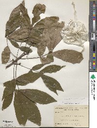 Carya pallida image