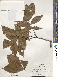 Carya pallida image