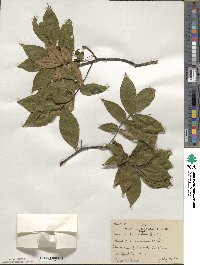 Carya pallida image