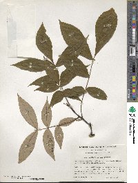 Carya pallida image