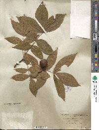 Carya pallida image