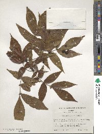 Carya pallida image