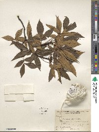 Carya pallida image