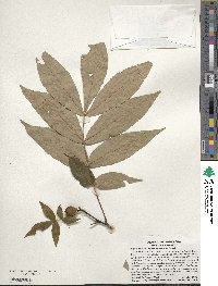 Carya pallida image