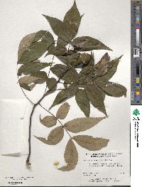 Carya pallida image