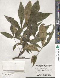 Carya pallida image