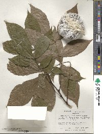 Carya pallida image