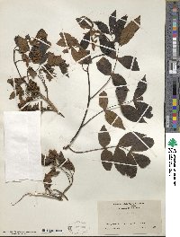 Carya pallida image