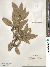 Nothofagus alpina image