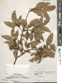 Nothofagus alpina image