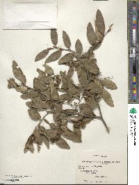 Nothofagus alpina image