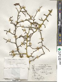 Nothofagus antarctica image