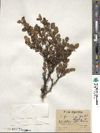 Nothofagus antarctica image