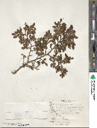 Nothofagus antarctica image