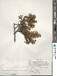 Nothofagus antarctica image