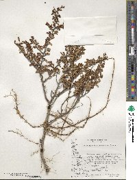 Nothofagus antarctica image