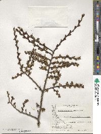 Nothofagus antarctica image