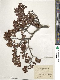 Nothofagus antarctica image