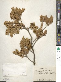 Nothofagus betuloides image