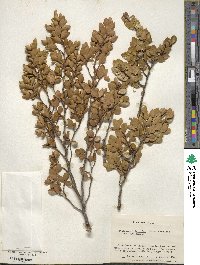 Nothofagus betuloides image