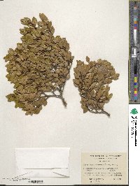 Nothofagus betuloides image