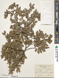 Nothofagus betuloides image