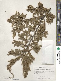 Nothofagus betuloides image