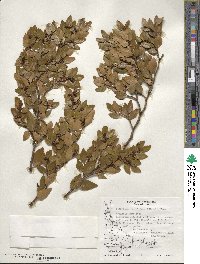 Nothofagus betuloides image