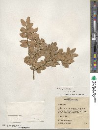 Nothofagus betuloides image