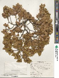 Nothofagus betuloides image