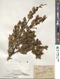 Nothofagus betuloides image