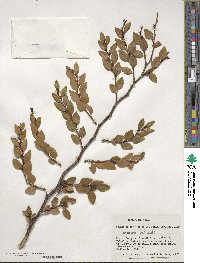 Nothofagus betuloides image