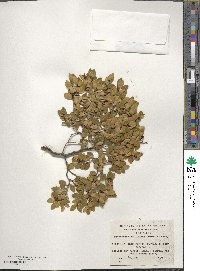 Nothofagus betuloides image