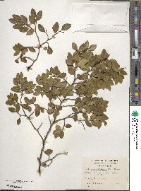 Nothofagus betuloides image