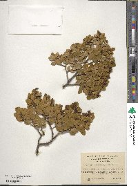 Nothofagus betuloides image