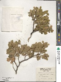 Nothofagus betuloides image