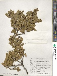 Nothofagus betuloides image