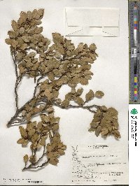 Nothofagus betuloides image