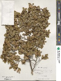 Nothofagus betuloides image