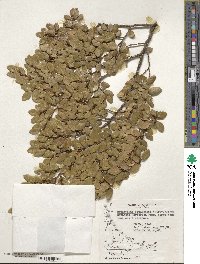 Nothofagus betuloides image