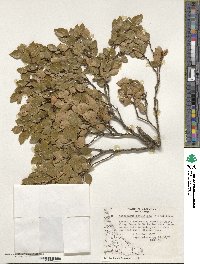 Nothofagus betuloides image