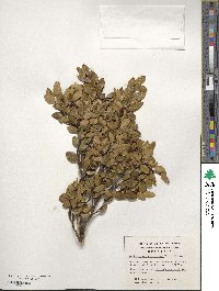 Nothofagus betuloides image