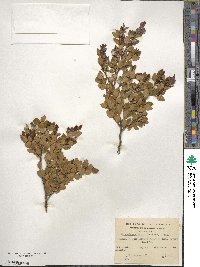 Nothofagus betuloides image