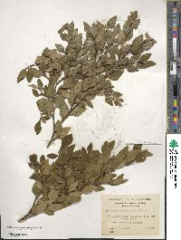 Nothofagus betuloides image