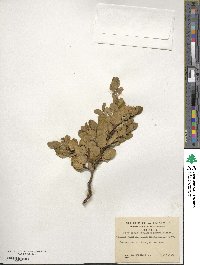 Nothofagus betuloides image